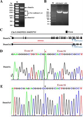 A Novel DNA Methyltransferase Dnmt3a3 Splice Variant Represses Preadipocyte Proliferation and Differentiation